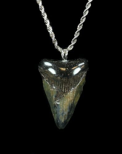 Juvenile Megalodon Tooth Necklace #35760